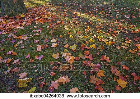 Ahornlaub (Acer), Blatter liegen am Boden im Herbst, Bayern, Deutschland, Europa View Large Photo Image Stock Photo - Ahornlaub (Acer), Blatter liegen am Boden im Herbst, Bayern, Deutschland, Europa. Fotosearch
