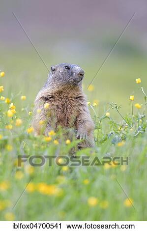 Alpine Marmot (Marmota marmota), upright in blooming meadow, Tyrol, Austria, Europe View Large Photo Image Stock Image - Alpine Marmot (Marmota marmota), upright in blooming meadow, Tyrol, Austria, Europe. Fotosearch