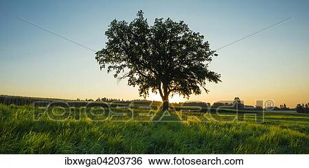 Alte Stieleiche (Quercus robur), Schwabische Alb, Baden-Wurttemberg, Deutschland, Europa View Large Photo Image Stock Photograph - Alte Stieleiche (Quercus robur), Schwabische Alb, Baden-Wurttemberg, Deutschland, Europa. Fotosearch