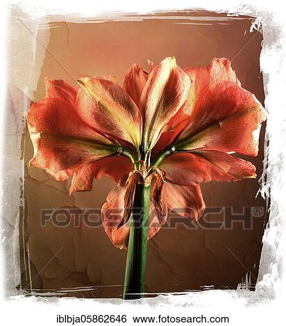 Amaryllis, studio shot, France, Europe View Large Photo Image Stock Photograph - Amaryllis, studio shot, France, Europe. Fotosearch