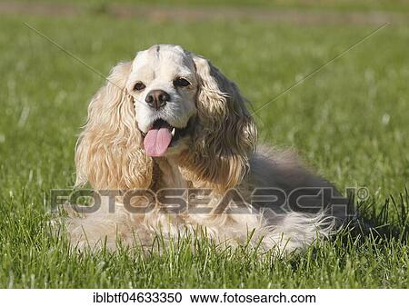 American Cocker Spaniel, bitch, 7 years old, lies on the meadow, North Rhine-Westphalia, Germany, Europe View Large Photo Image Stock Image - American Cocker Spaniel, bitch, 7 years old, lies on the meadow, North Rhine-Westphalia, Germany, Europe. Fotosearch