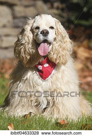 American Cocker Spaniel, bitch, 7 years old, with red scarf, sitting on the meadow, North Rhine-Westphalia, Germany, Europe View Large Photo Image Stock Photo - American Cocker Spaniel, bitch, 7 years old, with red scarf, sitting on the meadow, North Rhine-Westphalia, Germany, Europe. Fotosearch