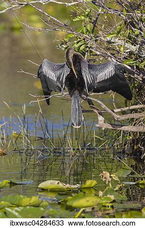 Amerikanischer Schlangenhalsvogel (Anhinga anhinga) trocknet die Flugel, Florida, Everglades, USA, Nordamerika View Large Photo Image Stock Image - Amerikanischer Schlangenhalsvogel (Anhinga anhinga) trocknet die Flugel, Florida, Everglades, USA, Nordamerika. Fotosearch