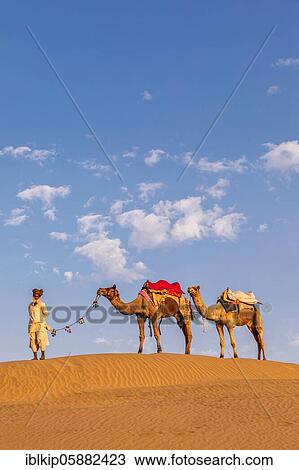 An old man with his camels, Thar desert, Rajasthan, India, Asia View Large Photo Image Stock Image - An old man with his camels, Thar desert, Rajasthan, India, Asia. Fotosearch