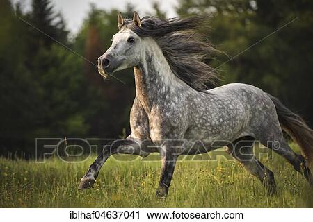 Andalusian (Equus) galloped over meadow, Switzerland, Europe View Large Photo Image Stock Image - Andalusian (Equus) galloped over meadow, Switzerland, Europe. Fotosearch