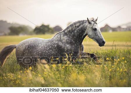 Stock Image - Andalusian (Equus), grey gallop over flower meadow, Switzerland, Europe. Fotosearch