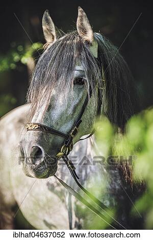 Andalusian (Equus), grey horse, animal portrait with bridle, Switzerland, Europe View Large Photo Image Stock Image - Andalusian (Equus), grey horse, animal portrait with bridle, Switzerland, Europe. Fotosearch