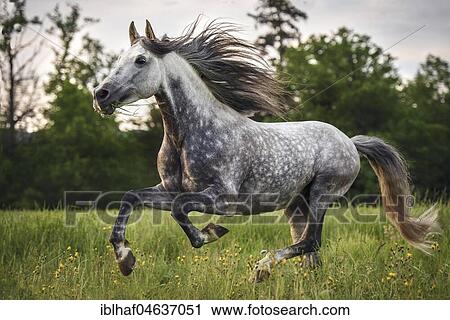 Andalusian (Equus), grey horse galops over flower meadow, Switzerland, Europe View Large Photo Image Stock Image - Andalusian (Equus), grey horse galops over flower meadow, Switzerland, Europe. Fotosearch