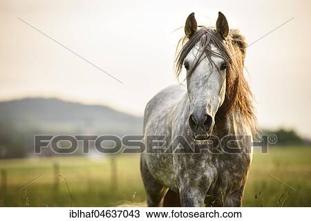 Andalusian (Equus), grey horse stands in landscape, looks into the camera, Switzerland, Europe View Large Photo Image Stock Image - Andalusian (Equus), grey horse stands in landscape, looks into the camera, Switzerland, Europe. Fotosearch