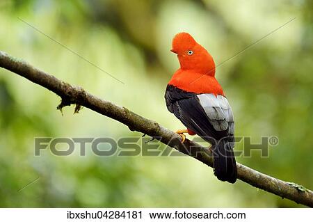 Andenfelsenhahn (Rupicola peruviana), auch Andenklippenvogel oder Roter Felsenhahn, mannlich, Peruanischer Nationalvogel, Bergnebelwald, Manu Nationalpark, Peru, Sudamerika View Large Photo Image Stock Image - Andenfelsenhahn (Rupicola peruviana), auch Andenklippenvogel oder Roter Felsenhahn, mannlich, Peruanischer Nationalvogel, Bergnebelwald, Manu Nationalpark, Peru, Sudamerika. Fotosearch