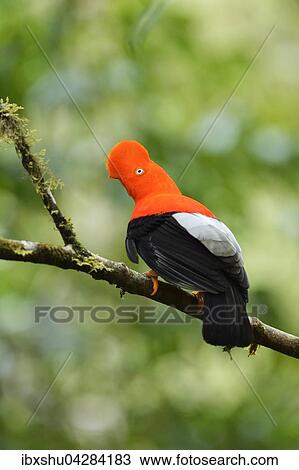 Stock Image - Andenfelsenhahn (Rupicola peruviana), auch Andenklippenvogel oder Roter Felsenhahn, mannlich, Peruanischer Nationalvogel, Bergnebelwald, Manu Nationalpark, Peru, Sudamerika. Fotosearch