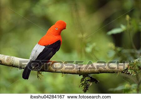 Andenfelsenhahn (Rupicola peruviana), auch Andenklippenvogel oder Roter Felsenhahn, mannlich, Peruanischer Nationalvogel, Bergnebelwald, Manu Nationalpark, Peru, Sudamerika View Large Photo Image Stock Photo - Andenfelsenhahn (Rupicola peruviana), auch Andenklippenvogel oder Roter Felsenhahn, mannlich, Peruanischer Nationalvogel, Bergnebelwald, Manu Nationalpark, Peru, Sudamerika. Fotosearch
