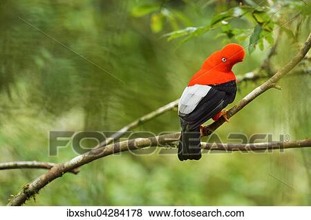 Andenfelsenhahn (Rupicola peruviana), auch Andenklippenvogel oder Roter Felsenhahn, mannlich, Peruanischer Nationalvogel, Bergnebelwald, Manu Nationalpark, Peru, Sudamerika View Large Photo Image Stock Photo - Andenfelsenhahn (Rupicola peruviana), auch Andenklippenvogel oder Roter Felsenhahn, mannlich, Peruanischer Nationalvogel, Bergnebelwald, Manu Nationalpark, Peru, Sudamerika. Fotosearch