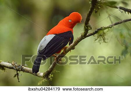 Andenfelsenhahn (Rupicola peruviana), auch Andenklippenvogel oder Roter Felsenhahn, mannlich, Peruanischer Nationalvogel, Bergnebelwald, Manu Nationalpark, Peru, Sudamerika View Large Photo Image Stock Photo - Andenfelsenhahn (Rupicola peruviana), auch Andenklippenvogel oder Roter Felsenhahn, mannlich, Peruanischer Nationalvogel, Bergnebelwald, Manu Nationalpark, Peru, Sudamerika. Fotosearch