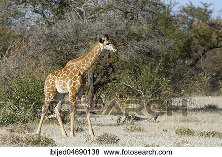 Angolan giraffe (Giraffa camelopardalis angolensis), young animal standing, motionless, Etosha National Park, Namibia, Africa View Large Photo Image Stock Photo - Angolan giraffe (Giraffa camelopardalis angolensis), young animal standing, motionless, Etosha National Park, Namibia, Africa. Fotosearch