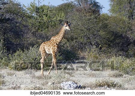Stock Photography - Angolan giraffe (Giraffa camelopardalis angolensis), young animal walking in dry bushland, Etosha National Park, Namibia, Africa. Fotosearch
