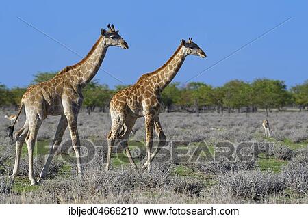 Angolan giraffes (Giraffa camelopardalis angolensis), two young walking, Etosha National Park, Namibia, Africa View Large Photo Image Stock Image - Angolan giraffes (Giraffa camelopardalis angolensis), two young walking, Etosha National Park, Namibia, Africa. Fotosearch