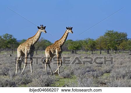 Angolan giraffes (Giraffa camelopardalis angolensis), two young walking, Etosha National Park, Namibia, Africa View Large Photo Image Stock Photo - Angolan giraffes (Giraffa camelopardalis angolensis), two young walking, Etosha National Park, Namibia, Africa. Fotosearch