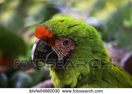 Stock Image - Animal portrait, Great green macaw (Ara ambigua), captive, Occurrence Central America. Fotosearch