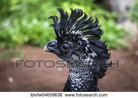 Stock Photo - Animal portrait of a Great curassow (Crax rubra), captive, occurrence Central America. Fotosearch