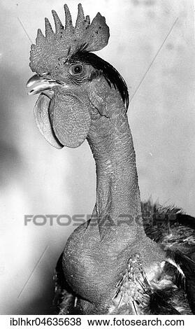 Animal portrait rooster, 1950s, exact location unknown, Germany, Europe View Large Photo Image Stock Photo - Animal portrait rooster, 1950s, exact location unknown, Germany, Europe. Fotosearch