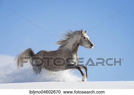 Arabian horse, mare galloping in deep snow, Tyrol, Austria, Europe View Large Photo Image Stock Image - Arabian horse, mare galloping in deep snow, Tyrol, Austria, Europe. Fotosearch
