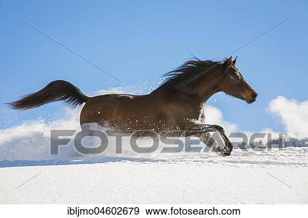 Arabian horse, mare galloping in deep snow, Tyrol, Austria, Europe View Large Photo Image Stock Photo - Arabian horse, mare galloping in deep snow, Tyrol, Austria, Europe. Fotosearch