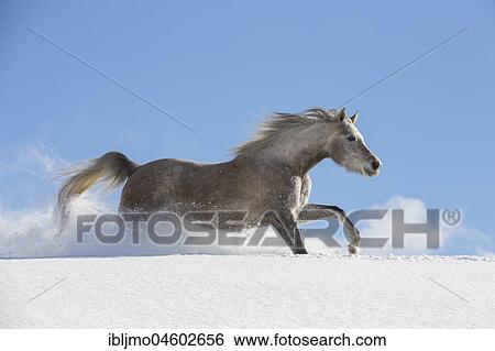 Arabian horse, mare galloping in deep snow, Tyrol, Austria, Europe View Large Photo Image Stock Photograph - Arabian horse, mare galloping in deep snow, Tyrol, Austria, Europe. Fotosearch