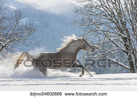 Arabian horse, mare galloping in deep snow, Tyrol, Austria, Europe View Large Photo Image Stock Photograph - Arabian horse, mare galloping in deep snow, Tyrol, Austria, Europe. Fotosearch