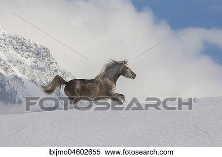Arabian horse, mare galloping in deep snow, Tyrol, Austria, Europe View Large Photo Image Stock Photography - Arabian horse, mare galloping in deep snow, Tyrol, Austria, Europe. Fotosearch