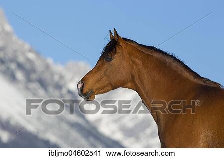 Arabian horse, stallion, animal portrait in winter landscape, Tyrol, Austria, Europe View Large Photo Image Stock Image - Arabian horse, stallion, animal portrait in winter landscape, Tyrol, Austria, Europe. Fotosearch