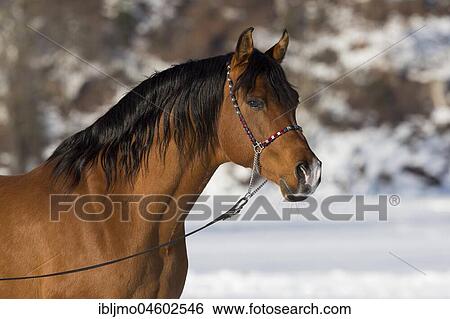 Arabian horse, stallion, animal portrait in winter landscape, Tyrol, Austria, Europe View Large Photo Image Stock Photograph - Arabian horse, stallion, animal portrait in winter landscape, Tyrol, Austria, Europe. Fotosearch