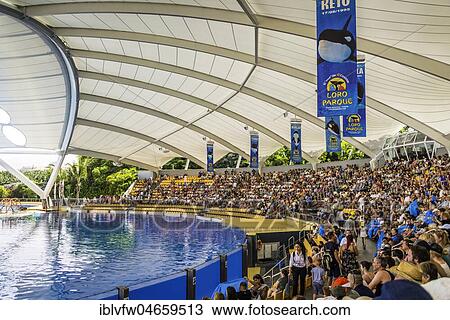Arena, Grandstand and Orca Show Basin, Loro Parque, Puerto de la Cruz, Santa Cruz de Tenerife, Tenerife, Canary Islands, Spain, Europe View Large Photo Image Stock Image - Arena, Grandstand and Orca Show Basin, Loro Parque, Puerto de la Cruz, Santa Cruz de Tenerife, Tenerife, Canary Islands, Spain, Europe. Fotosearch