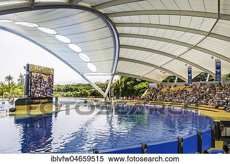 Arena, Grandstand and Orca Show Basin, Loro Parque, Puerto de la Cruz, Santa Cruz de Tenerife, Tenerife, Canary Islands, Spain, Europe View Large Photo Image Stock Photography - Arena, Grandstand and Orca Show Basin, Loro Parque, Puerto de la Cruz, Santa Cruz de Tenerife, Tenerife, Canary Islands, Spain, Europe. Fotosearch