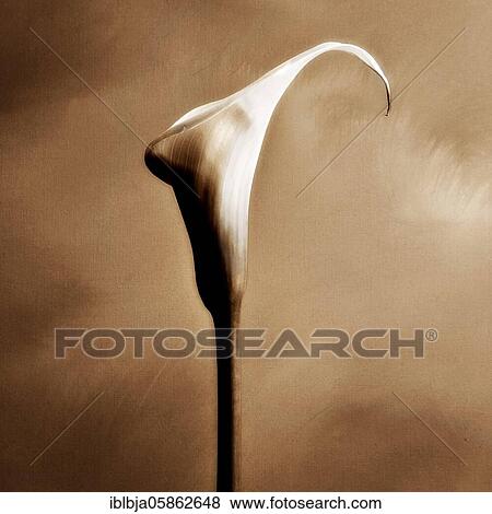 Arum staff, flower, France, Europe View Large Photo Image Stock Photo - Arum staff, flower, France, Europe. Fotosearch