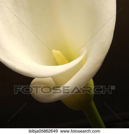 Arum staff, flower, France, Europe View Large Photo Image Stock Photo - Arum staff, flower, France, Europe. Fotosearch