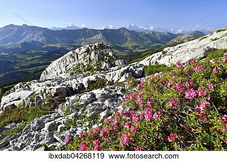Ausblick auf Brienzer Rothorn und Berner Alpen mit Eiger, Monch und Jungfrau, Entlebuch, gesehen vom Schrattenfluh, vorne Almrausch (Rhododendron hirsutum), Kanton Luzern, Schweiz, Europa View Large Photo Image Stock Photo - Ausblick auf Brienzer Rothorn und Berner Alpen mit Eiger, Monch und Jungfrau, Entlebuch, gesehen vom Schrattenfluh, vorne Almrausch (Rhododendron hirsutum), Kanton Luzern, Schweiz, Europa. Fotosearch