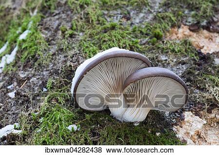 Austern-Seitlinge (Pleurotus ostreatus), Hessen, Deutschland, Europa View Large Photo Image Stock Photo - Austern-Seitlinge (Pleurotus ostreatus), Hessen, Deutschland, Europa. Fotosearch
