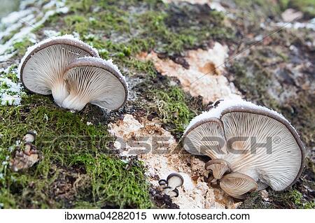 Austern-Seitlinge (Pleurotus ostreatus), Hessen, Deutschland, Europa View Large Photo Image Stock Photography - Austern-Seitlinge (Pleurotus ostreatus), Hessen, Deutschland, Europa. Fotosearch