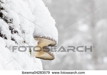 Stock Photo - Austernseitlinge (Pleurotus ostreatus) mit Schneehaube, Hessen, Deutschland, Europa. Fotosearch
