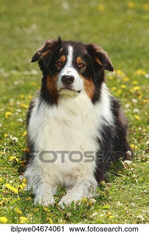 Australian Shepherd, black-tri, sitting in meadow View Large Photo Image Stock Image - Australian Shepherd, black-tri, sitting in meadow. Fotosearch