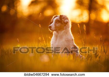 Australian Shepherd dog in a meadow with grass, sunset, backlight, Germany, Europe View Large Photo Image Picture - Australian Shepherd dog in a meadow with grass, sunset, backlight, Germany, Europe. Fotosearch