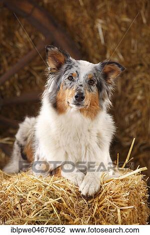Australian Shepherd, female, blue-merle, lying on straw View Large Photo Image Stock Image - Australian Shepherd, female, blue-merle, lying on straw. Fotosearch