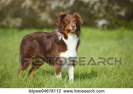 Australian Shepherd, male, red-tri, standing in the grass View Large Photo Image Stock Image - Australian Shepherd, male, red-tri, standing in the grass. Fotosearch