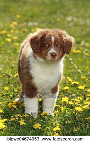 Stock Image - Australian Shepherd, puppy, red-tri, 9 weeks, standing in meadow. Fotosearch