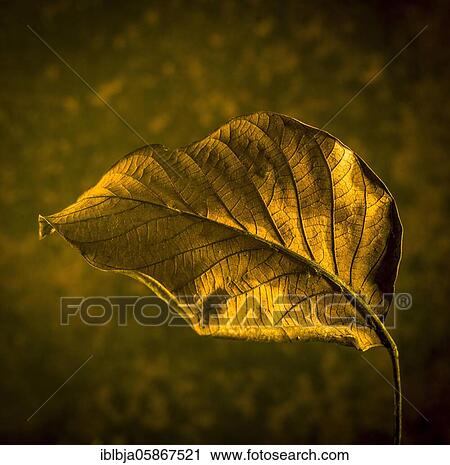 Autumn leaf, studio shot, France, Europe View Large Photo Image Stock Image - Autumn leaf, studio shot, France, Europe. Fotosearch