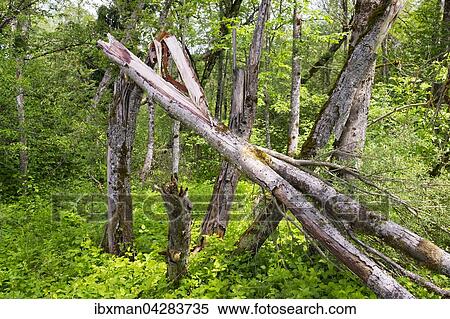 Auwald, Naturschutzgebiet Isarauen bei Ascholding, Pupplinger Au, Oberbayern, Bayern, Deutschland, Europa View Large Photo Image Stock Photography - Auwald, Naturschutzgebiet Isarauen bei Ascholding, Pupplinger Au, Oberbayern, Bayern, Deutschland, Europa. Fotosearch