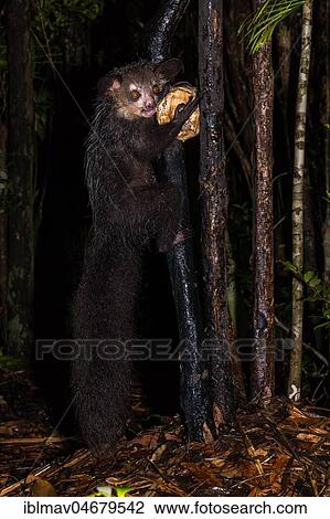 Aye-aye (Daubentonia madagascariensis) climbs on tree trunk at night, Akanin'ny Nofy Reserve, Madagascar, Africa View Large Photo Image Stock Image - Aye-aye (Daubentonia madagascariensis) climbs on tree trunk at night, Akanin'ny Nofy Reserve, Madagascar, Africa. Fotosearch