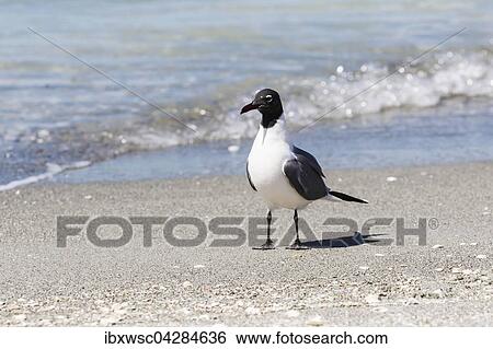 Stock Photograph - Aztekenmowe (Larus atricilla), am Strand, Miami, Florida, USA, Nordamerika. Fotosearch