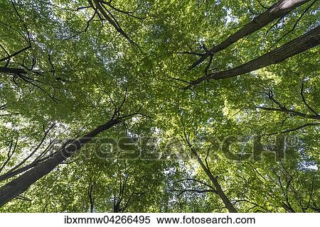 Stock Photography - Baume, Blatterdach, Park Ogrod Saski, Warschau, Masowien, Polen, Europa. Fotosearch